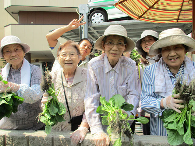 大根収穫